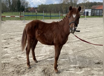 Belgisches Reitpony, Hengst, 1 Jahr, 126 cm