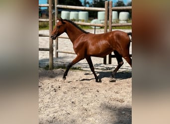Belgisches Reitpony, Hengst, 2 Jahre, 135 cm, Brauner
