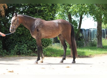 Belgisches Reitpony, Hengst, 2 Jahre, 148 cm