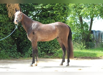 Belgisches Reitpony, Hengst, 2 Jahre, 148 cm