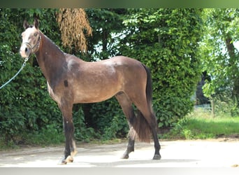 Belgisches Reitpony, Hengst, 2 Jahre, 148 cm