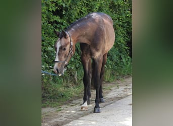 Belgisches Reitpony, Hengst, 2 Jahre, 148 cm