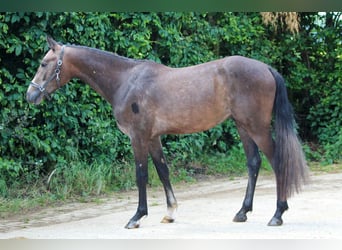 Belgisches Reitpony, Hengst, 2 Jahre, 148 cm