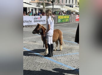 Belgisches Reitpony, Hengst, 2 Jahre, 80 cm, Hellbrauner