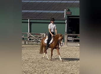 Belgisches Reitpony, Hengst, 3 Jahre, 126 cm, Fuchs