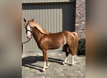 Belgisches Reitpony, Hengst, 3 Jahre, 126 cm, Fuchs
