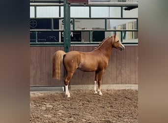 Belgisches Reitpony, Hengst, 3 Jahre, 126 cm, Fuchs