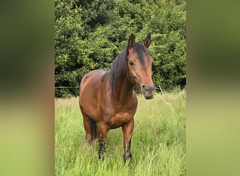 Belgisches Reitpony, Hengst, 3 Jahre, 142 cm, Brauner