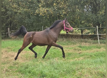 Belgisches Reitpony, Hengst, 3 Jahre, 142 cm, Brauner