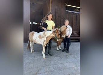 Belgisches Reitpony, Hengst, 3 Jahre