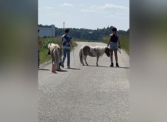 Belgisches Reitpony, Hengst, 3 Jahre
