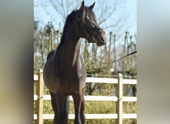 Belgisches Reitpony, Hengst, 4 Jahre, 146 cm, Schwarzbrauner