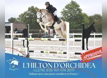 Belgisches Reitpony, Hengst, 8 Jahre, 147 cm, Sabino