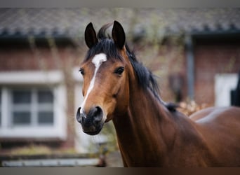 Belgisches Reitpony, Hengst, 9 Jahre, 154 cm, Brauner
