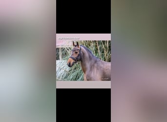 Belgisches Reitpony, Hengst, 9 Jahre