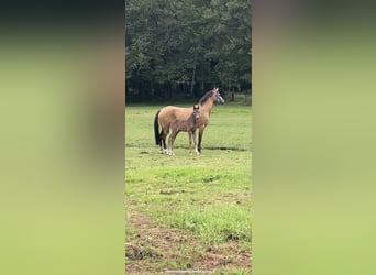 Belgisches Reitpony, Hengst, Fohlen (06/2024), 148 cm, Buckskin