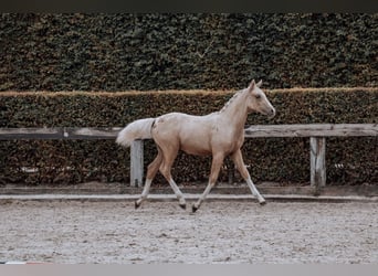 Belgisches Reitpony, Hengst, Fohlen (02/2025), Palomino