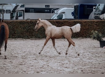 Belgisches Reitpony, Hengst, Fohlen (02/2025), Palomino