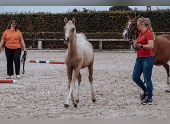 Belgisches Reitpony, Hengst, Fohlen (02/2025), Palomino