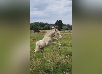 Belgisches Reitpony, Hengst, , Perlino