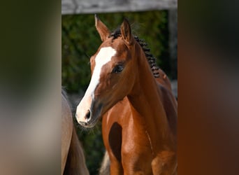 Belgisches Reitpony, Hengst, Fohlen (04/2023), Rotbrauner