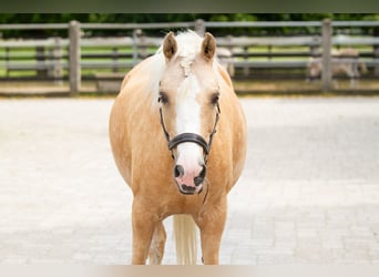 Belgisches Reitpony, Stute, 10 Jahre, 134 cm, Palomino