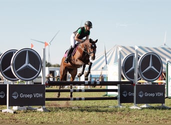Belgisches Reitpony, Stute, 10 Jahre, 147 cm, Brauner