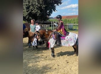 Belgisches Reitpony, Stute, 12 Jahre, 116 cm