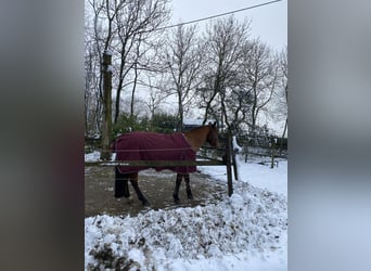Belgisches Reitpony, Stute, 12 Jahre, 146 cm, Brauner