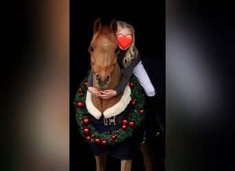 Belgisches Reitpony, Stute, 13 Jahre, 131 cm, Dunkelfuchs