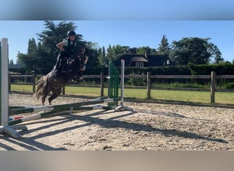 Belgisches Reitpony, Stute, 14 Jahre, 126 cm, Fuchs