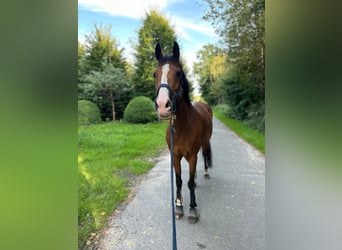 Belgisches Reitpony, Stute, 15 Jahre, 146 cm, Brauner