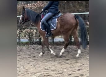 Belgisches Reitpony, Stute, 15 Jahre, 148 cm, Brauner