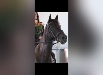 Belgisches Reitpony, Stute, 15 Jahre, 152 cm, Dunkelbrauner