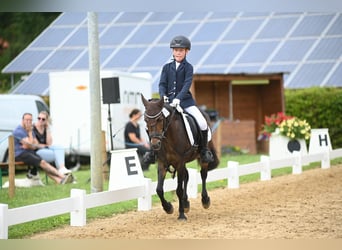 Belgisches Reitpony, Stute, 16 Jahre, 125 cm, Brauner