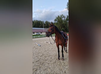 Belgisches Reitpony, Stute, 17 Jahre, 145 cm, Brauner