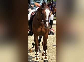 Belgisches Reitpony, Stute, 18 Jahre