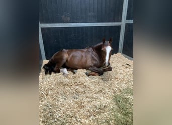 Belgisches Reitpony, Stute, 18 Jahre
