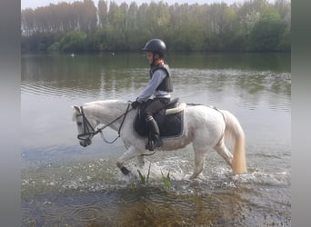 Belgisches Reitpony, Stute, 23 Jahre, 128 cm, Schimmel