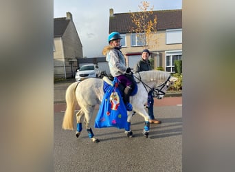 Belgisches Reitpony, Stute, 23 Jahre, 128 cm, Schimmel