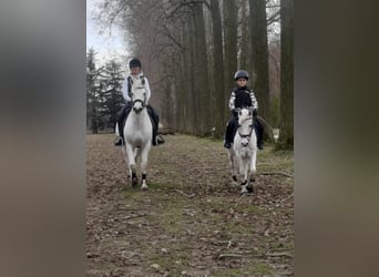 Belgisches Reitpony, Stute, 23 Jahre, 128 cm, Schimmel
