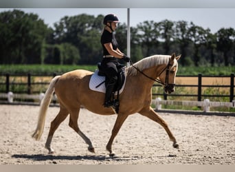 Belgisches Reitpony, Stute, 4 Jahre, 147 cm, Palomino