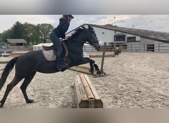 Belgisches Reitpony, Stute, 5 Jahre, 147 cm, Schimmel