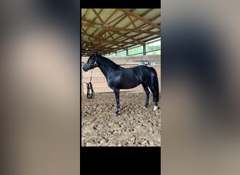 Belgisches Reitpony, Stute, 5 Jahre, 150 cm, Rappe