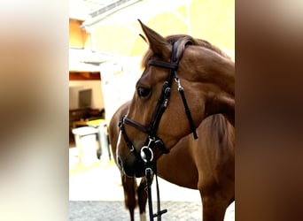 Belgisches Reitpony, Stute, 5 Jahre, 154 cm, Fuchs