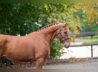 Belgisches Reitpony, Stute, 5 Jahre, Fuchs