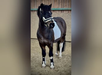 Belgisches Reitpony Mix, Stute, 6 Jahre, 118 cm, Schecke