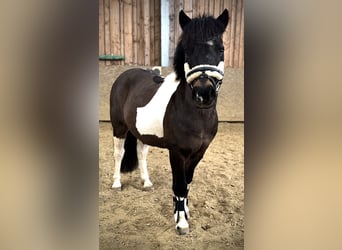 Belgisches Reitpony Mix, Stute, 6 Jahre, 118 cm, Schecke