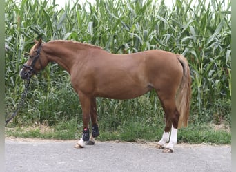 Belgisches Reitpony, Stute, 6 Jahre, 135 cm, Dunkelfuchs