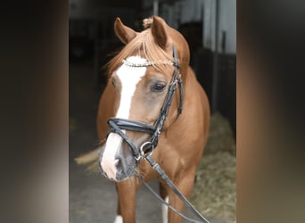 Belgisches Reitpony, Stute, 6 Jahre, 135 cm, Dunkelfuchs